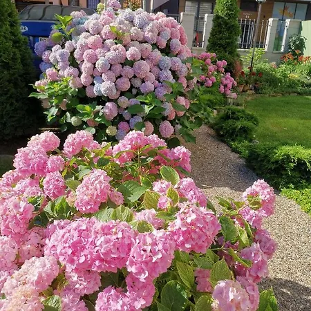 Vukajlo Apartmán Bělehrad