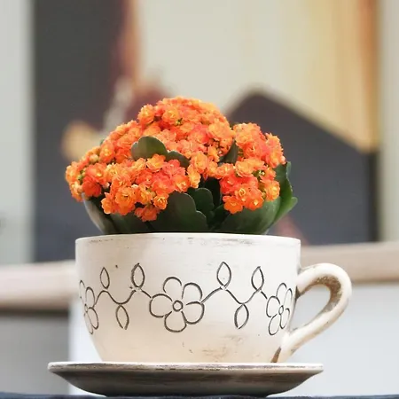 Daire Vukajlo Belgrad