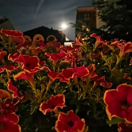 Lägenhet Vukajlo Belgrad